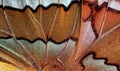 Colorful butterfly wing. tropical butterfly wing texture background