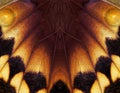 Colorful butterfly wing. tropical butterfly wing texture background. abstract ornament of butterfly wings Royalty Free Stock Photo