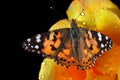 Colorful butterfly on yellow rose petals in dew drops isolated on black. painted lady butterfly Royalty Free Stock Photo