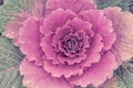 Colorful cabbage kale with decorative ornamental leaves in green to purple shades and flower like look. Royalty Free Stock Photo
