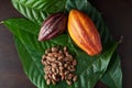 Colorful cacao harvest background