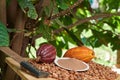 Colorful cacao harvest background