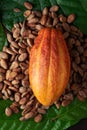 Colorful cacao plant theme