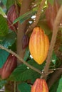 Colorful cacao pod on treee branch