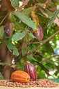 Colorful cacao pods on tree