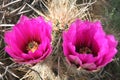 Colorful cacti in Death Valley