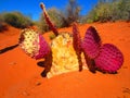 The colorful cactus