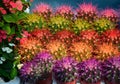 Colorful cactus flowers Royalty Free Stock Photo