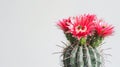 Colorful cactus flowers in full bloom contrast beautifully against a clean white background Royalty Free Stock Photo