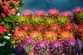 Colorful cactus flowers