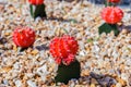 Colorful cactus in the garden