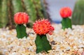 Colorful cactus in the garden