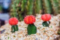 Colorful cactus in the garden