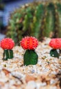 Colorful cactus in the garden