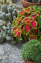 Colorful cactus garden