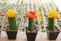 Colorful cactus, Gymnocalycium mihanovichii f. variegata