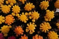 Colorful cactus, Gymnocalycium mihanovichii f. variegata