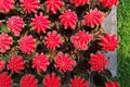 Colorful cactus, Gymnocalycium mihanovichii f. variegata