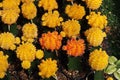 Colorful cactus, Gymnocalycium mihanovichii f. variegata