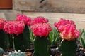 Colorful cactus, Gymnocalycium mihanovichii f. variegata