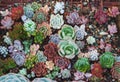 Colorful cactus pattern texture, top view