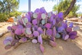 Colorful Cactus Pear Turning Purple