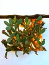 Colorful cactus with cactus pears under the roof