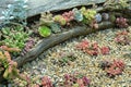 Colorful cactus succulent garden; arrangement of succulents