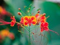 Colorful of Caesalpinia pulcherrima, Peacock flower.