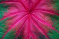 Colorful caladium leaf red and green color abstract background