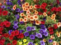 Colorful calibrachoa background Royalty Free Stock Photo