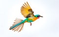 colorful calibri bird flying on white background