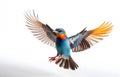 colorful calibri bird flying on white background