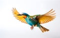 colorful calibri bird flying on white background