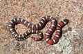 Colorful California Mountain King snake, Coast Mountain Kingsnake Lampropeltis multifasciata