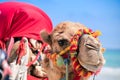 Colorful camel at the beach