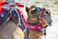 Colorful Camel Royalty Free Stock Photo