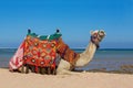 Colorful camel lying on beach near sea