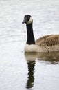 Colorful Canadian goose swimming in pond with water drops looking at camera reflection