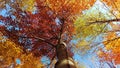 Colorful Canadian treetops and a bright blue sky