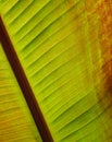 Colorful Canna leaf Royalty Free Stock Photo