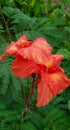 Colorful Canna or canna lily flower closeup with rain drops Royalty Free Stock Photo