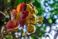 Colorful Cannonball Flower - Couroupita guianensis in sunlight against tree and green leaves in the background. Low angle view Royalty Free Stock Photo