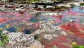 Painted river Cano Cristales, Serrania de la Macarena National Park, Colombia Royalty Free Stock Photo