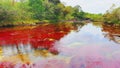 Colored river Cano Cristales, Serrania de la Macarena National Park, Colombia Royalty Free Stock Photo