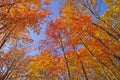 Colorful Canopy in the Fall Royalty Free Stock Photo