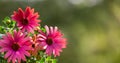 colorful cape daisy in orange and violet in a flower bed in the park Royalty Free Stock Photo