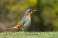 A colorful Cape robin-chat perched on the ground, South Africa