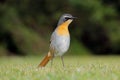 Colorful Cape robin-chat - South Africa Royalty Free Stock Photo