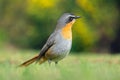 Colorful Cape robin-chat - South Africa Royalty Free Stock Photo